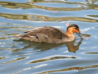 Philippine Duck, Lake Manguao, Northern Palawan Island